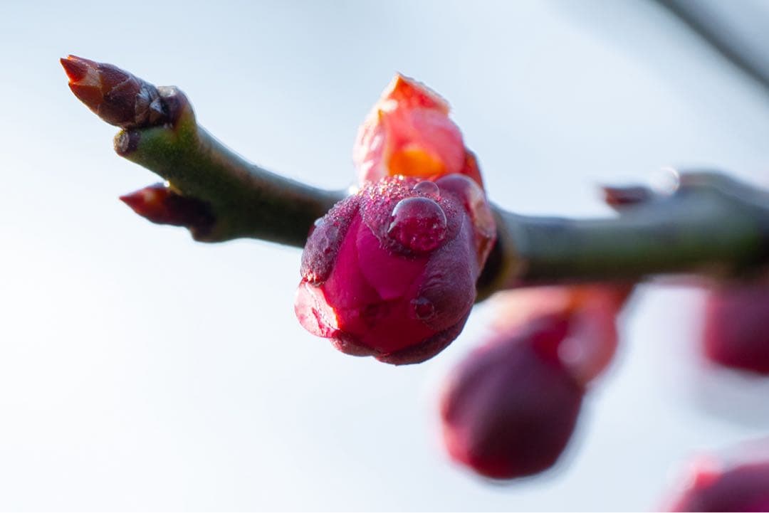 レンズ(ズーム) SONY FE 70-200mm F4 Macro G OSS II