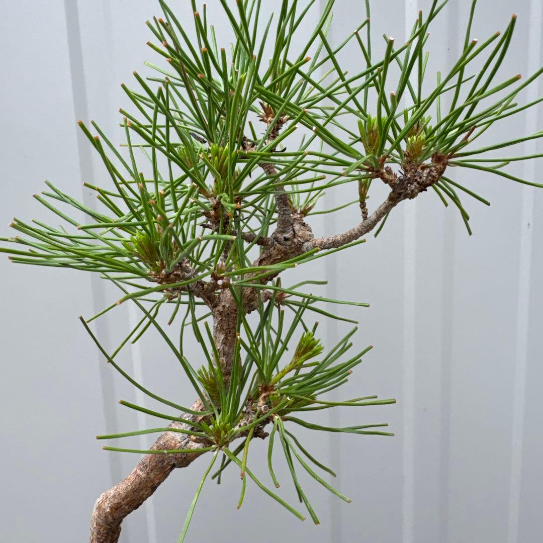 赤松 盆栽 根上がり 文人木 - メルカリ