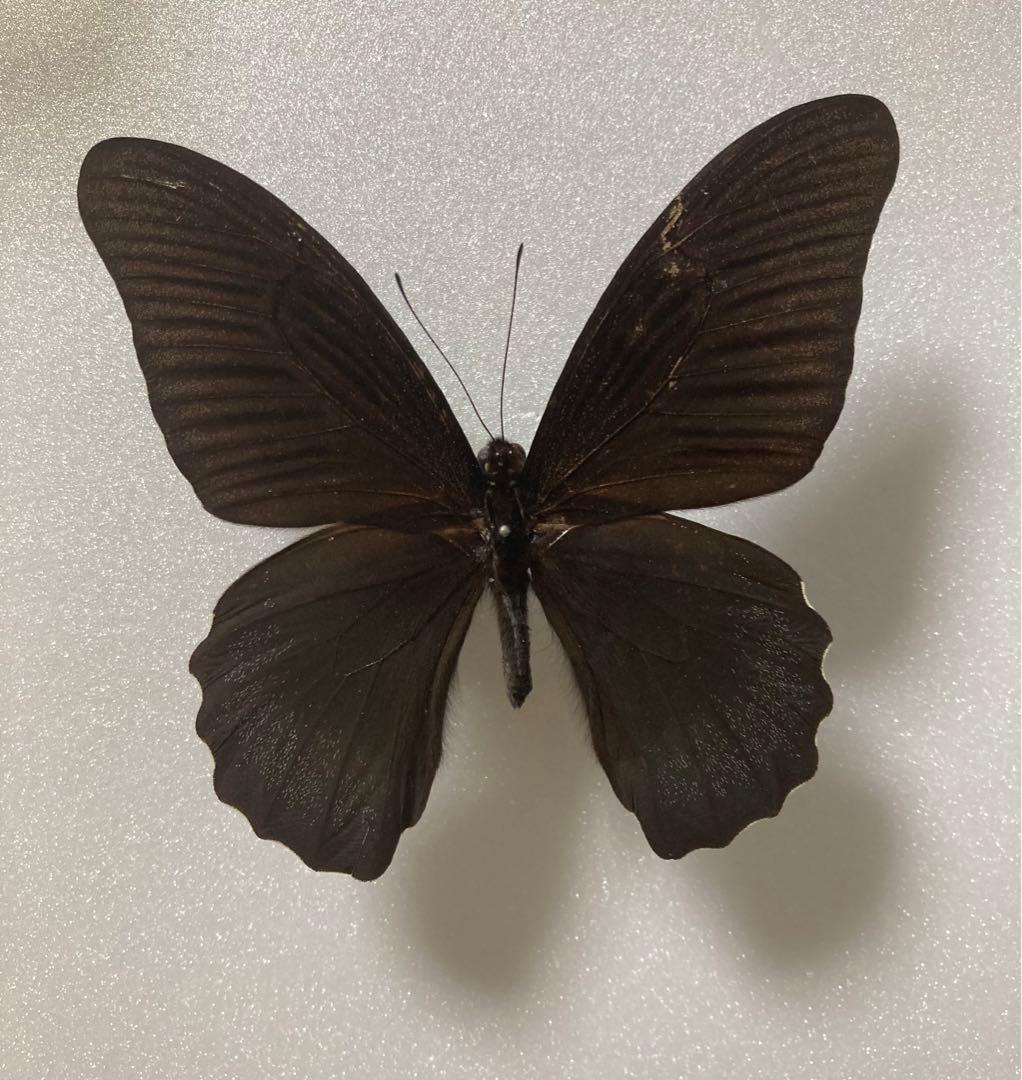 1ペア】アケロンアゲハ（ボルネオ島産）