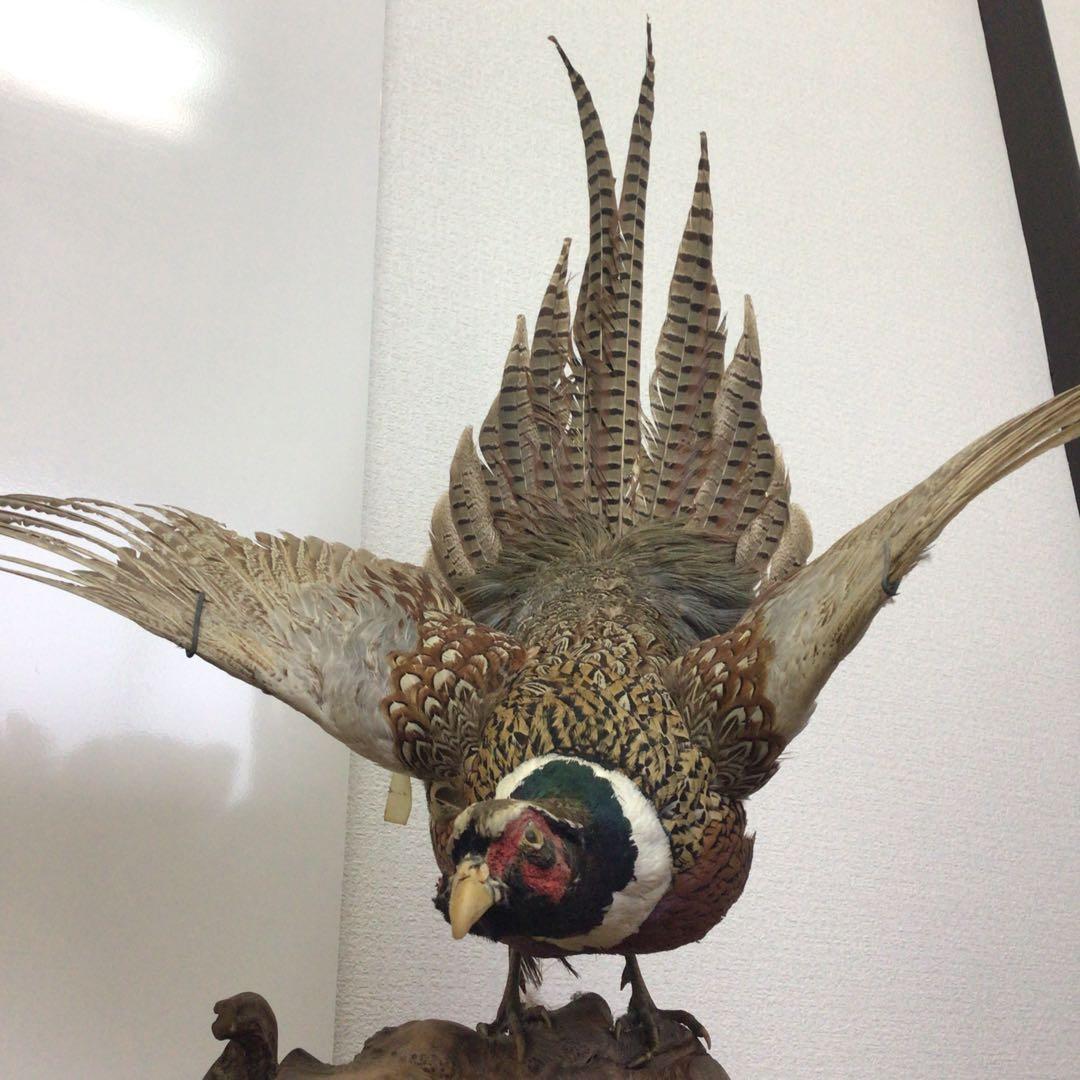 NO.288 飛翔する雉の置物 雄、雌