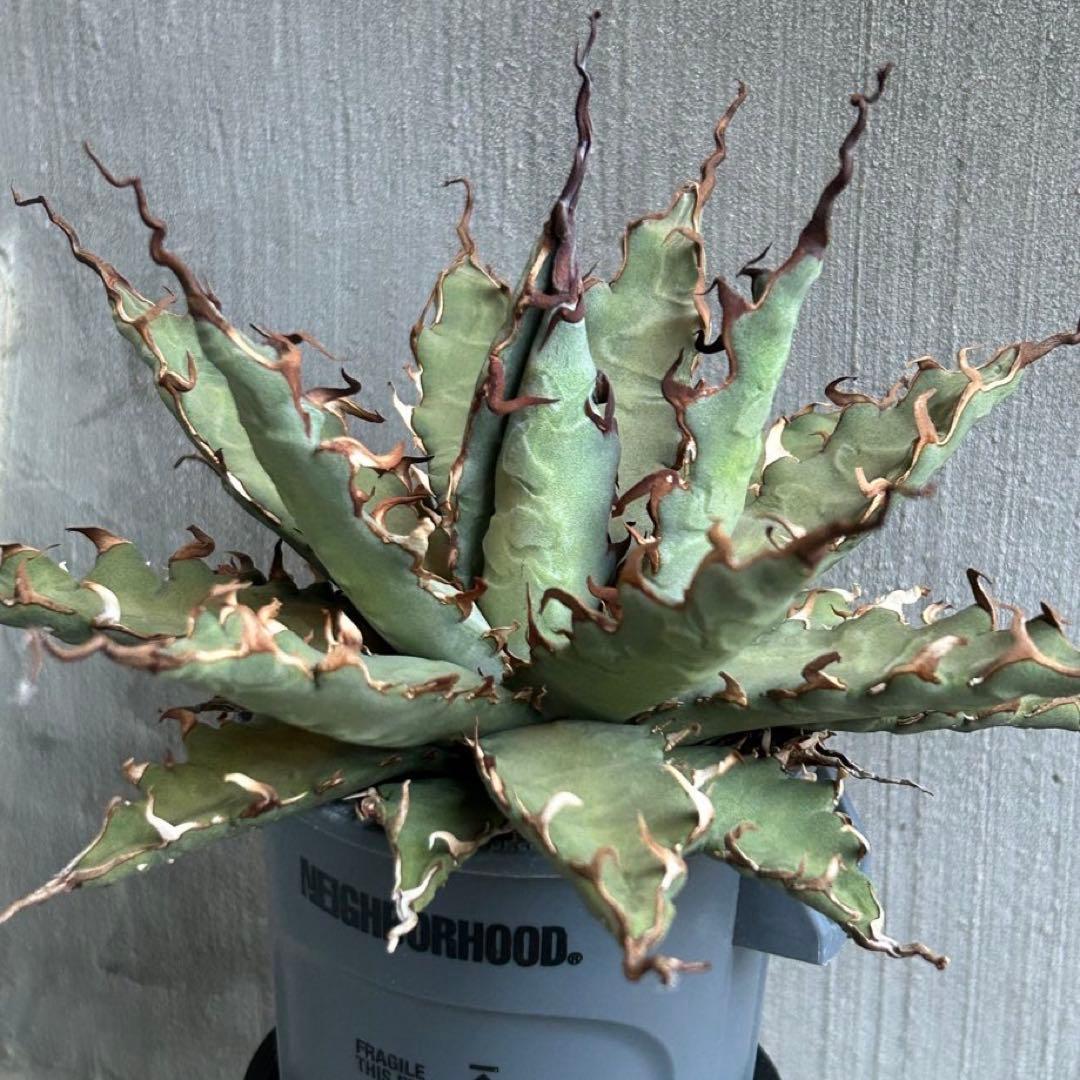 親株】陽炎 ネバデンシス × キシロナカンサ ネバキシ アガベ