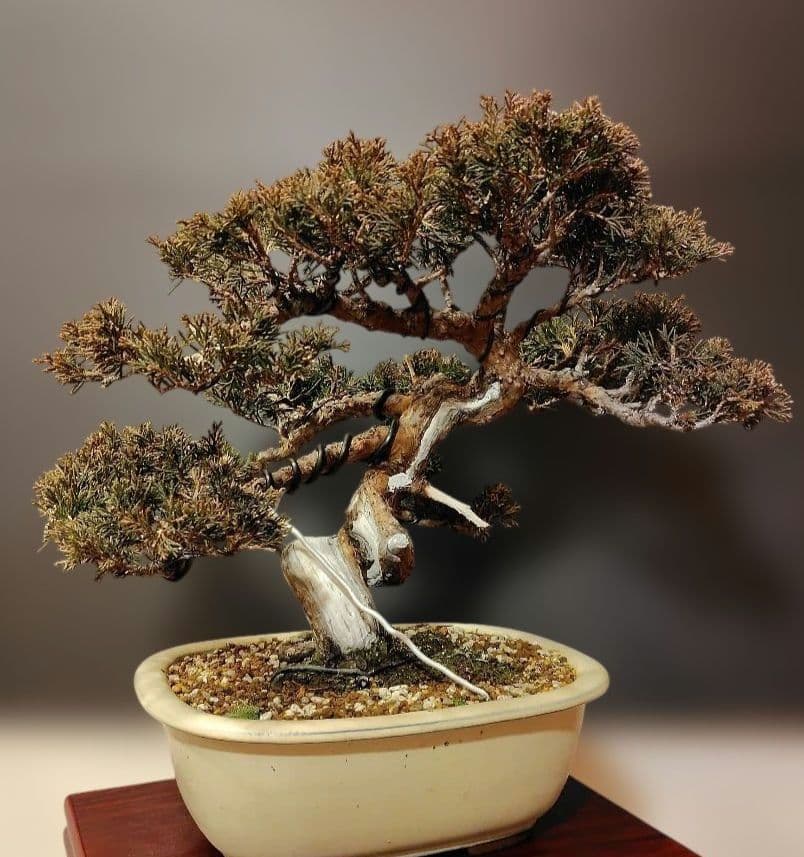 真柏 [模様木] 大品盆栽素材 真柏 [斜幹模様木] 大品