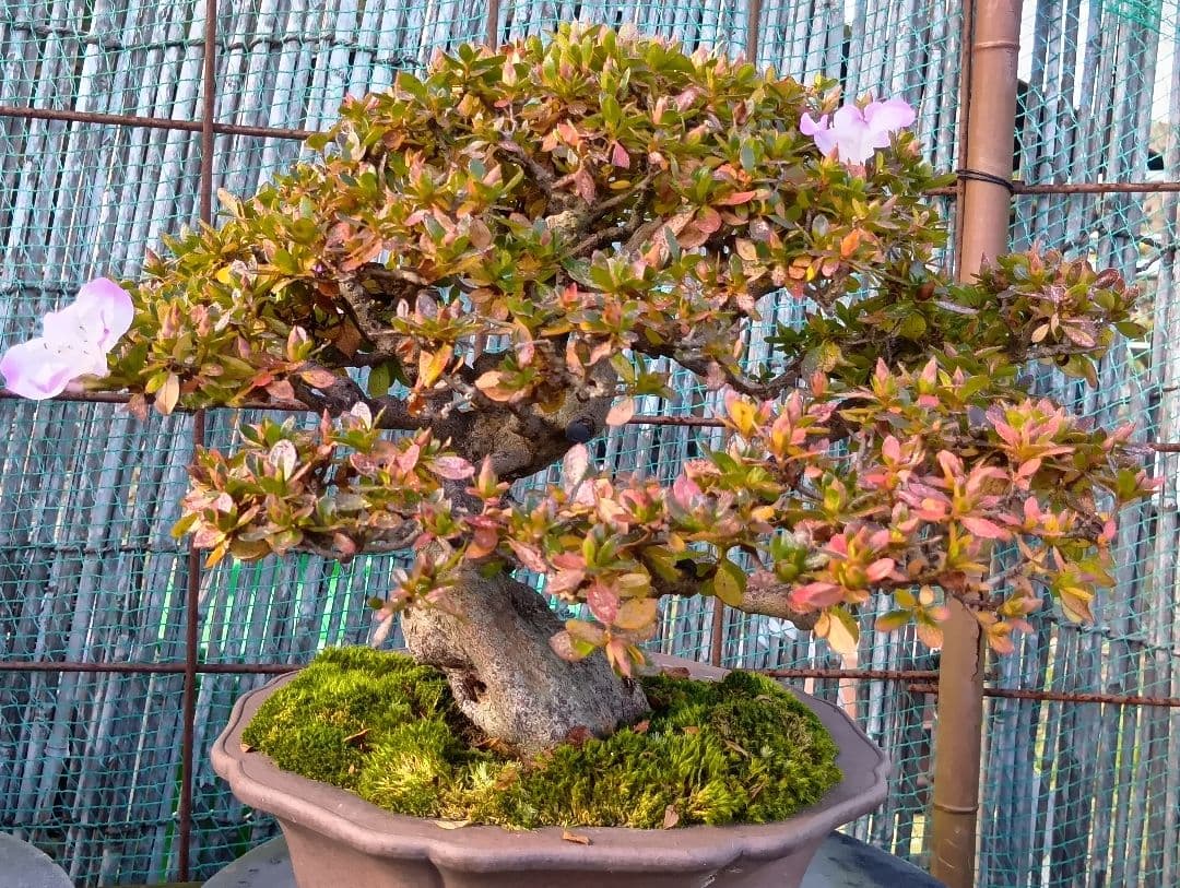 専用‼️撮皐月盆栽‼️品種不明‼️値下げ22000円‼️ - メルカリ