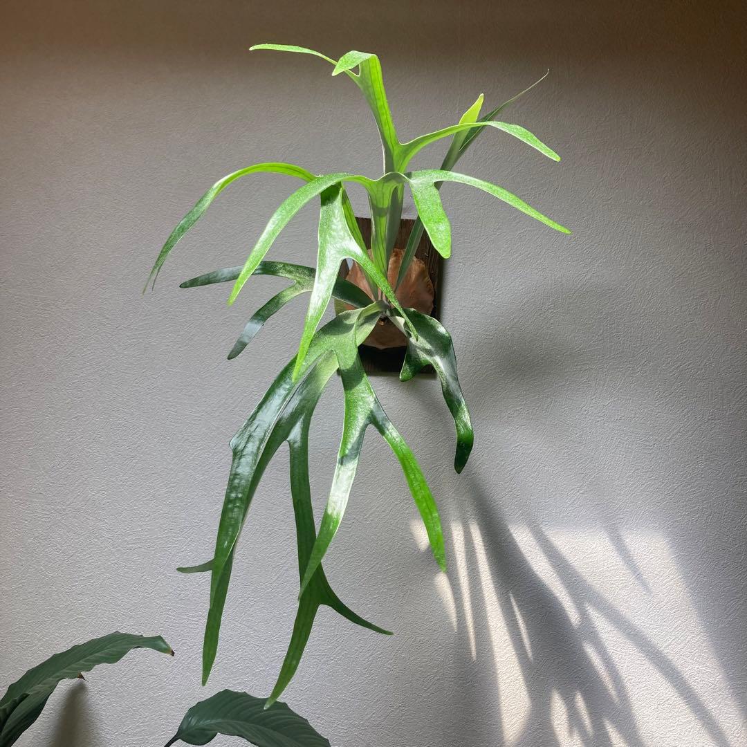 P. ′Mulford′ 子株 ムルフォード ビカクシダ 観葉植物 - メルカリ