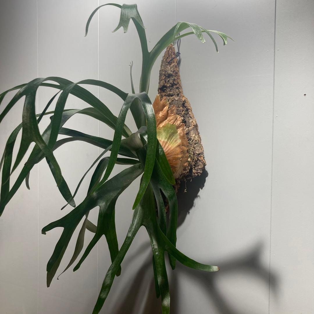 P. ′Mulford′ 子株 ムルフォード ビカクシダ 観葉植物 - メルカリ