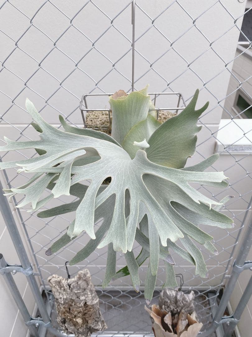 ビカクシダ ホワイトギズモ White gizmo - メルカリ