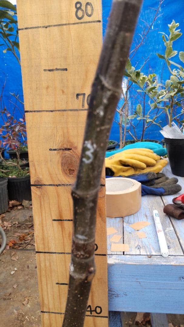 イチジク ブラックマデイラ 2年生8号鉢植えと穂木4本 №2 debby