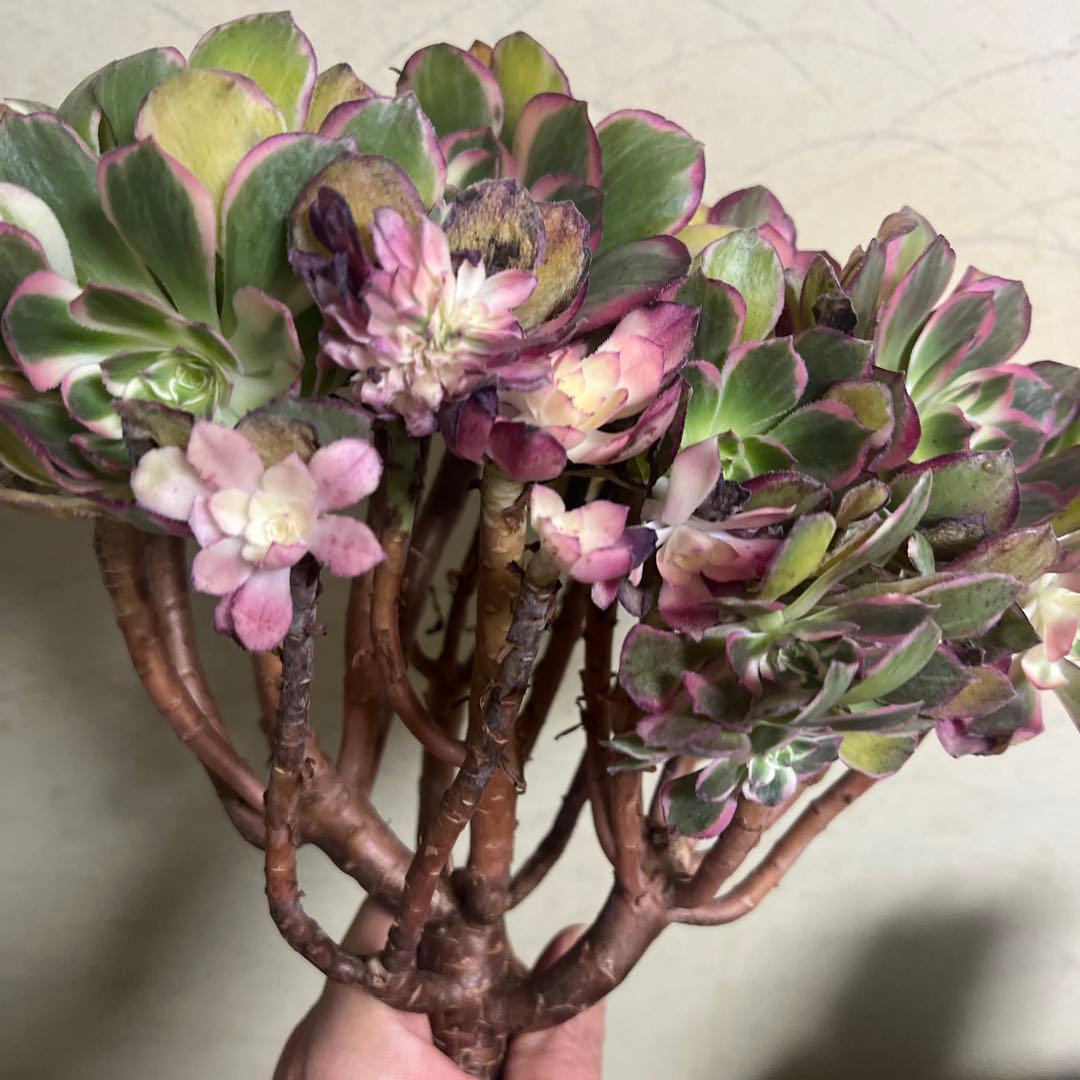 多肉植物。 キューピッド法師錦綴化