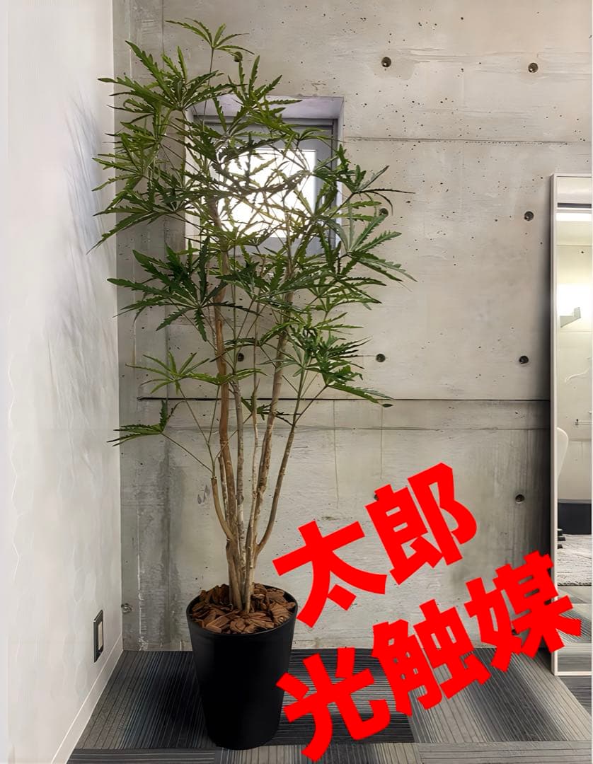 光触媒　人工観葉植物　ウォールグリーン　フェイクグリーン　アラレアgtj