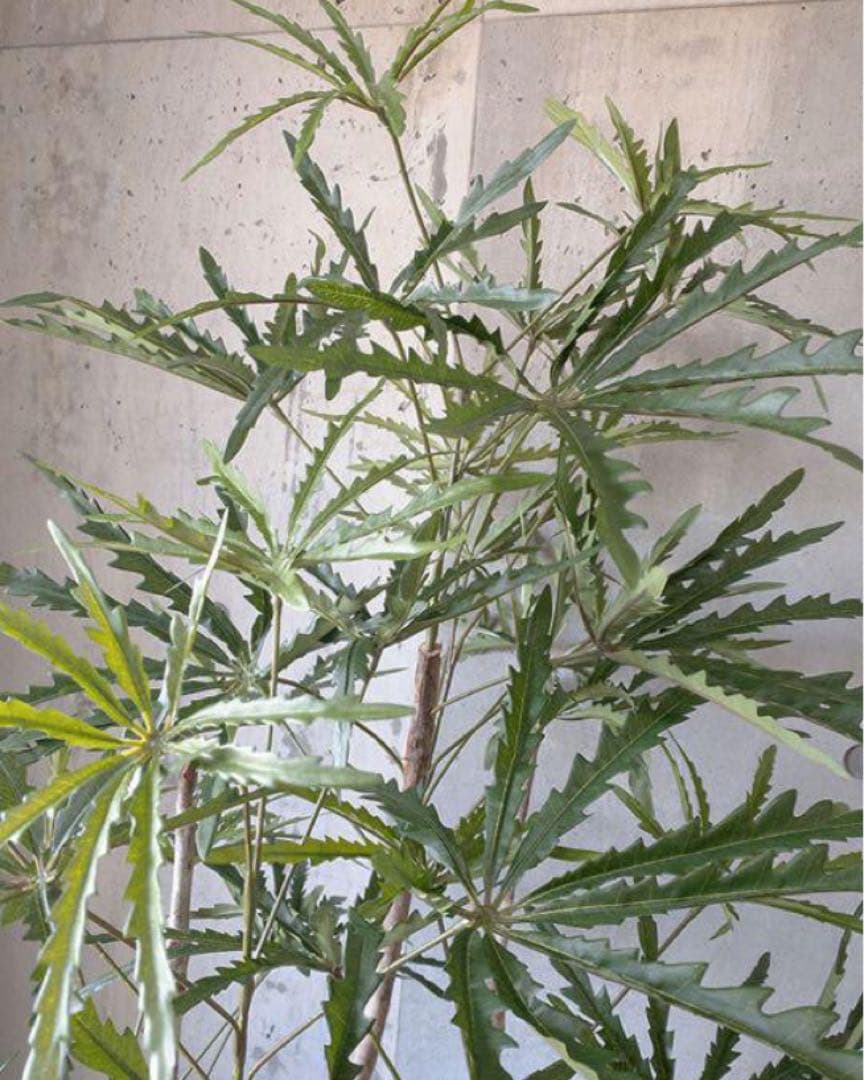 光触媒　人工観葉植物　ウォールグリーン　フェイクグリーン　アラレアgtj