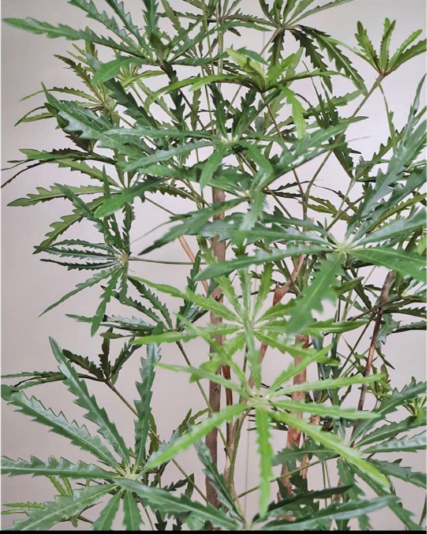 光触媒　人工観葉植物　ウォールグリーン　フェイクグリーン　アラレアgtj