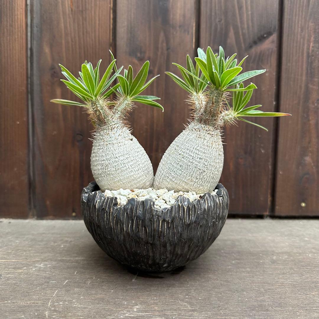 パキポディウム グラキリス 2頭 現地球 発根済み 鉢付き - メルカリ