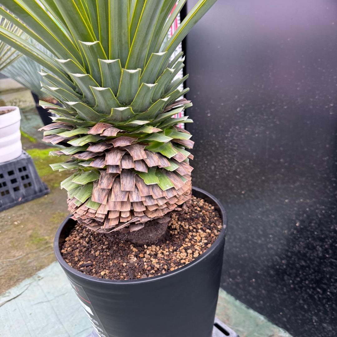 K*o様 【AL1124】ユッカ　リギダ　超極太