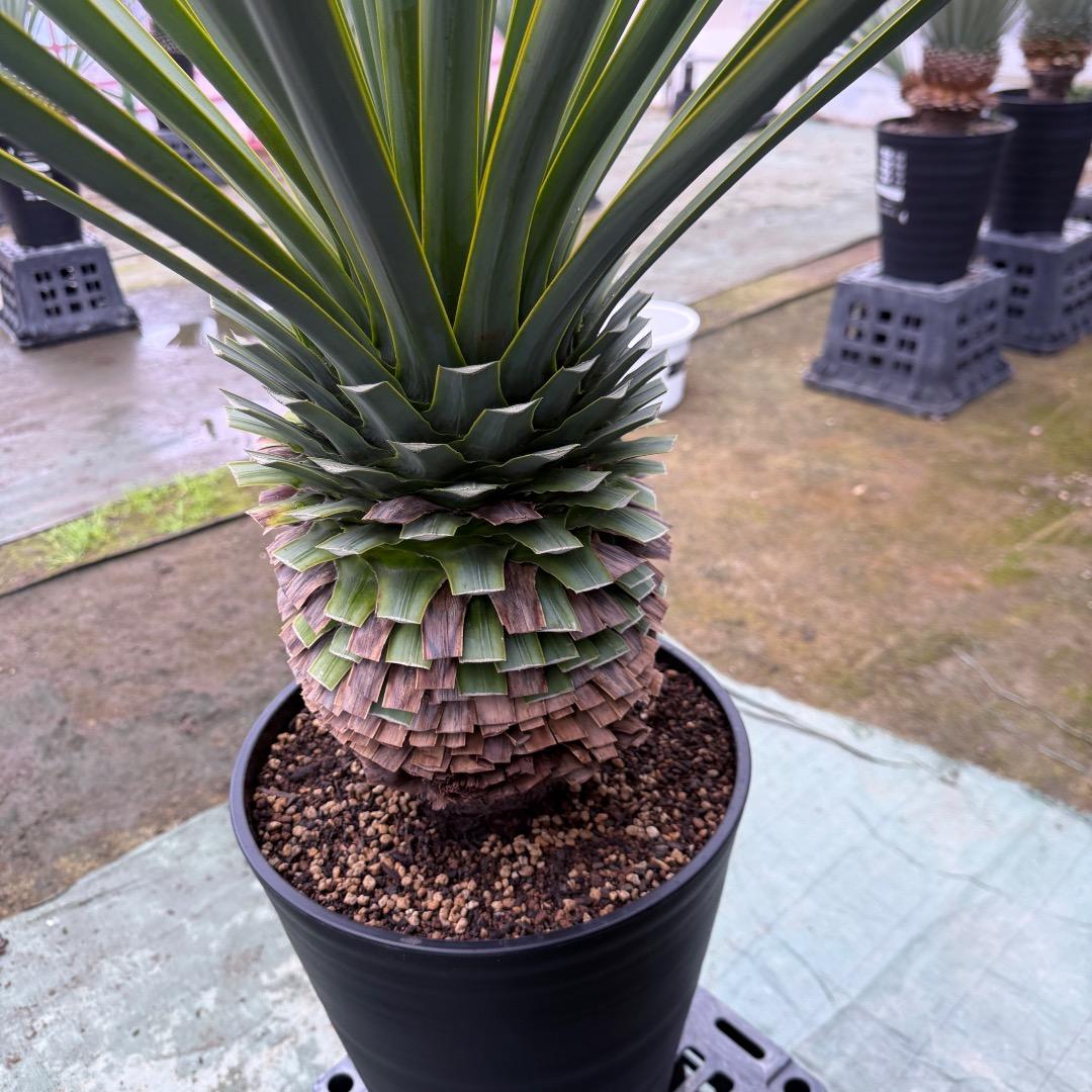 K*o様 【AL1124】ユッカ　リギダ　超極太