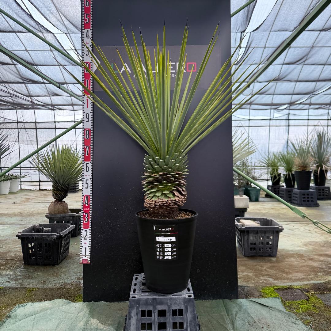 K*o様 【AL1124】ユッカ　リギダ　超極太