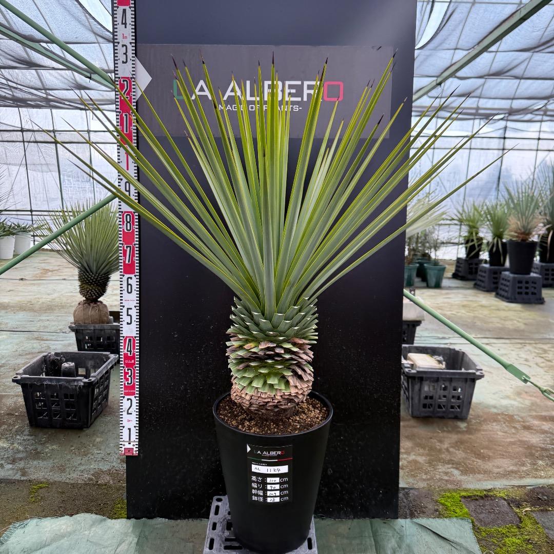 K*o様 【AL1124】ユッカ　リギダ　超極太