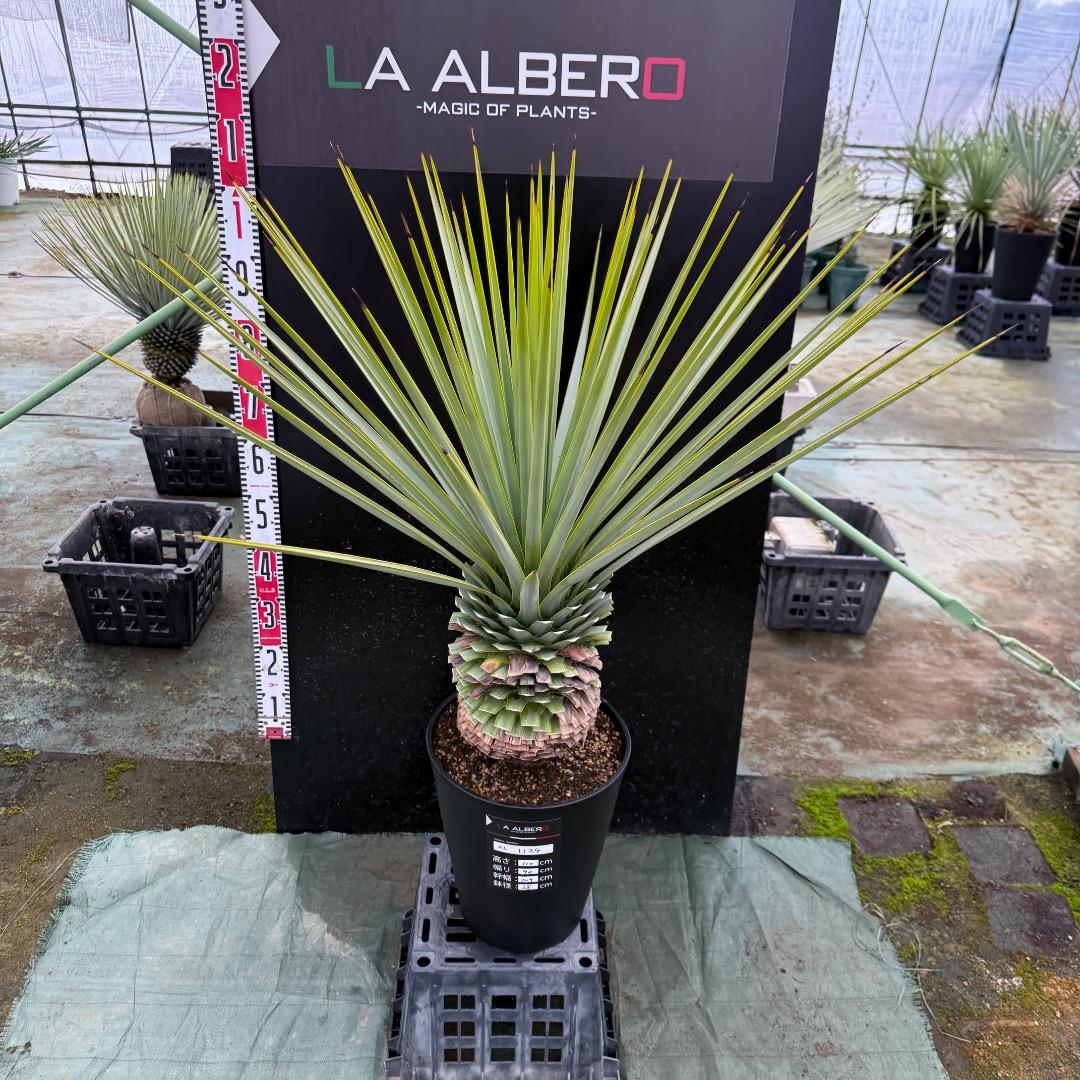 K*o様 【AL1124】ユッカ　リギダ　超極太