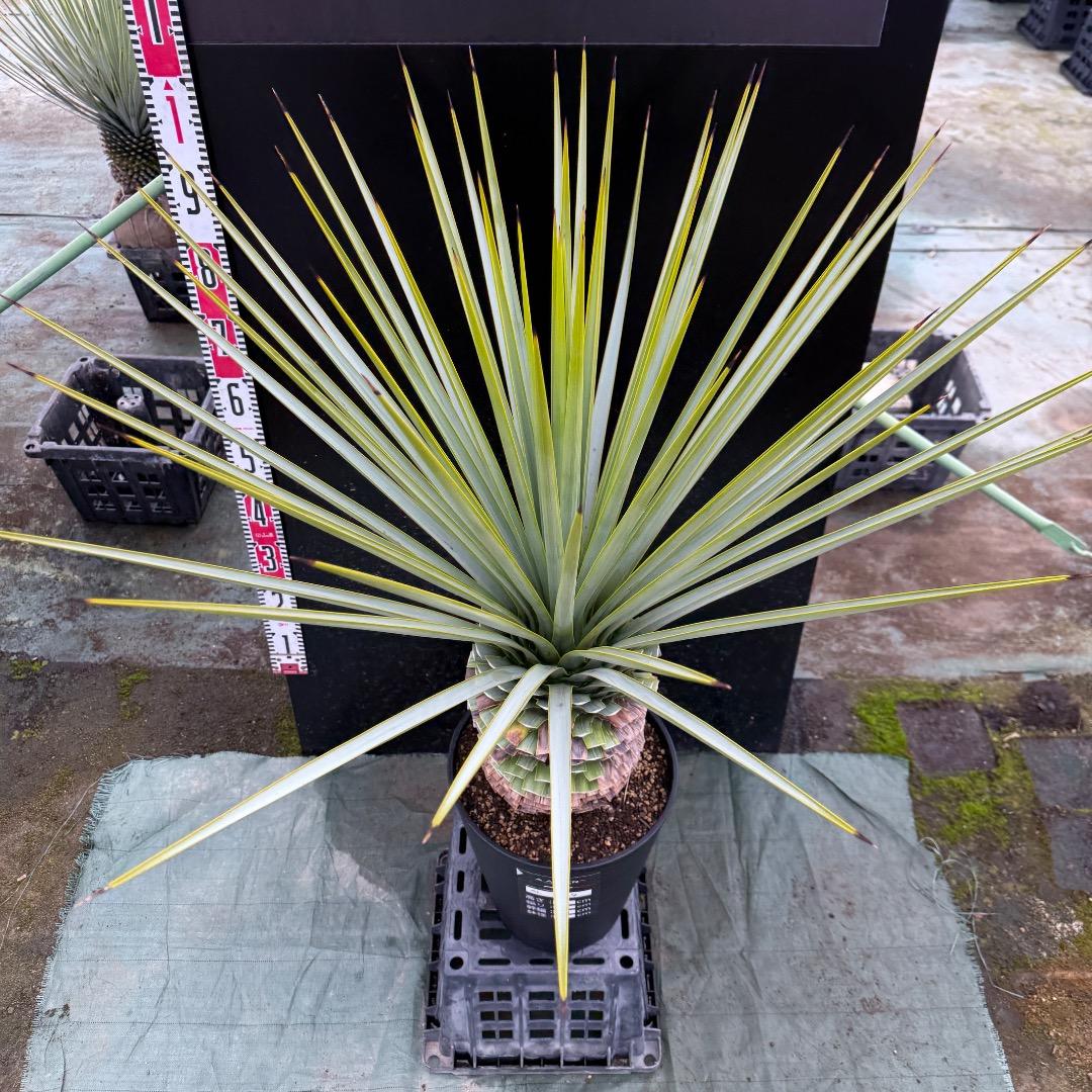 K*o様 【AL1124】ユッカ　リギダ　超極太