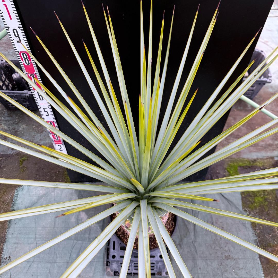 K*o様 【AL1124】ユッカ　リギダ　超極太