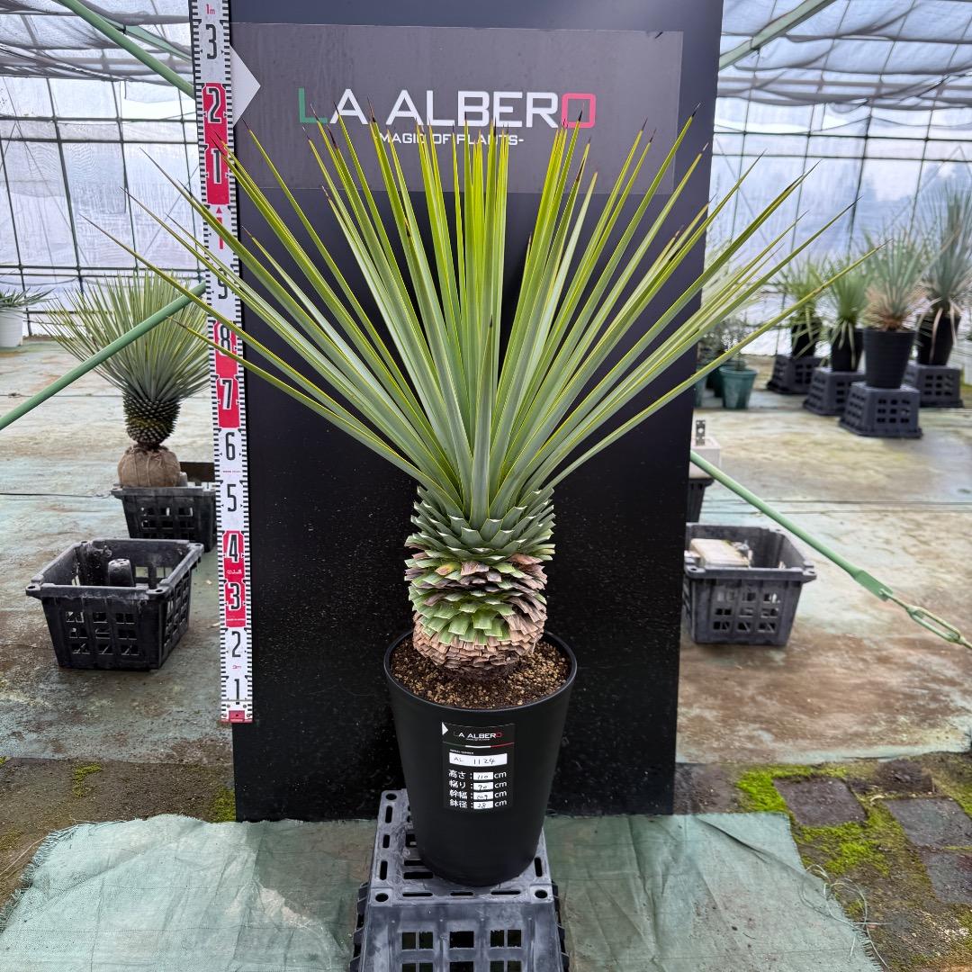 K*o様 【AL1124】ユッカ　リギダ　超極太