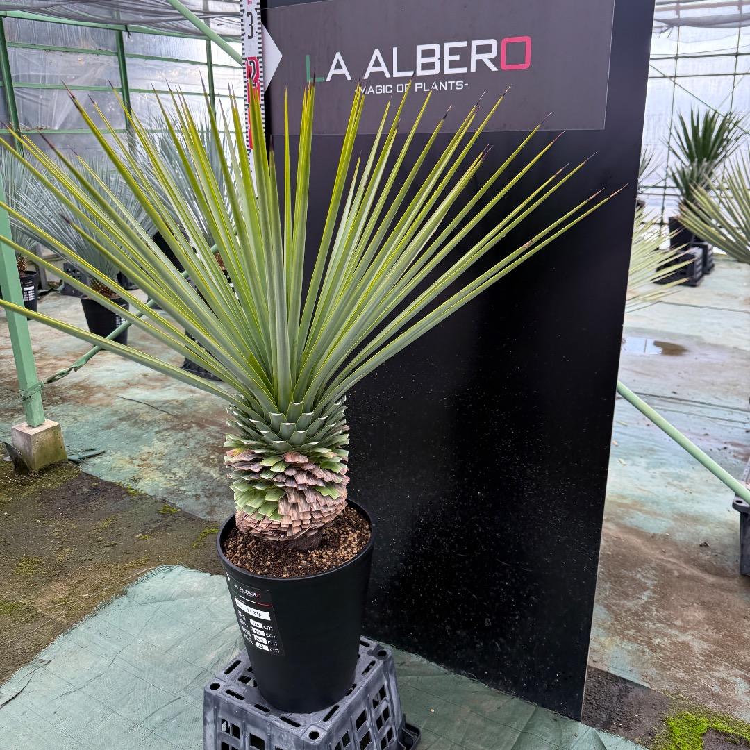 K*o様 【AL1124】ユッカ　リギダ　超極太