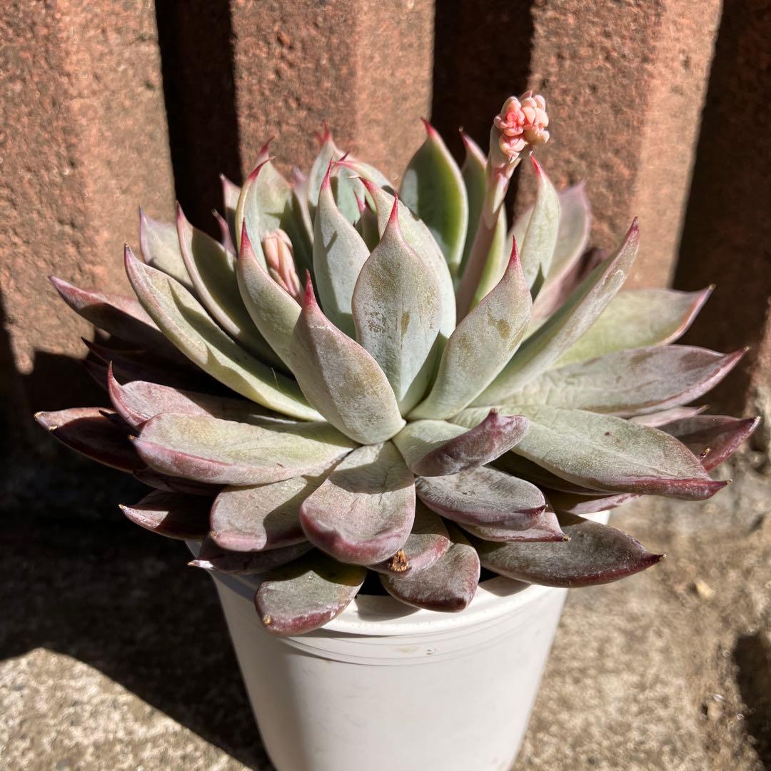 札付き】 ブランディティ×ザラゴーサspノバ オーズさん苗 - メルカリ