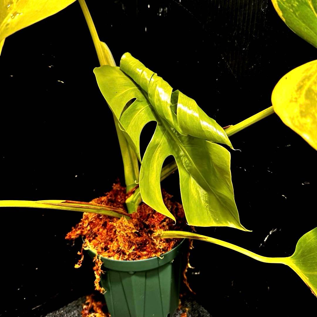 斑入りモンステラボルシギアナオーレア黄斑4号鉢植え54cm発根済み安心株