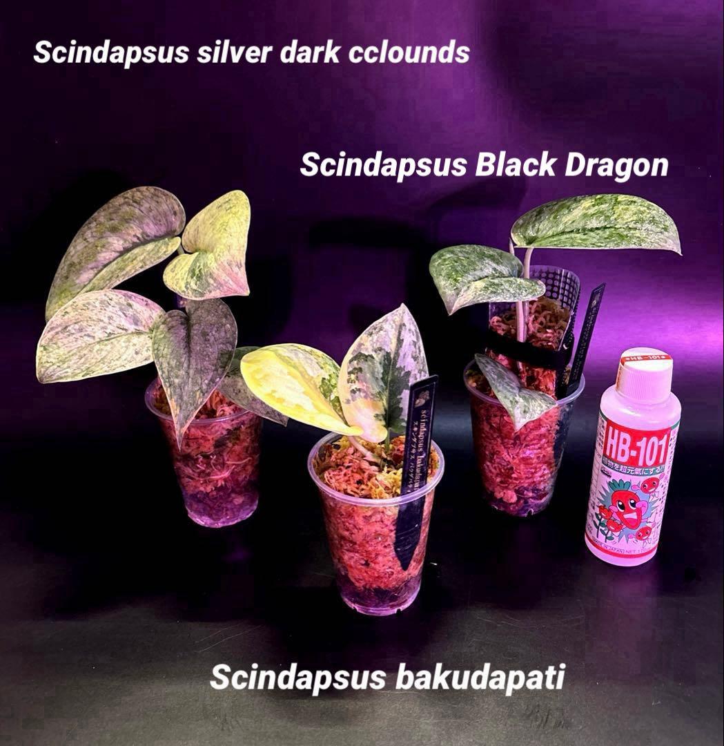 スキンダプサス 綺麗な斑入り セット F1