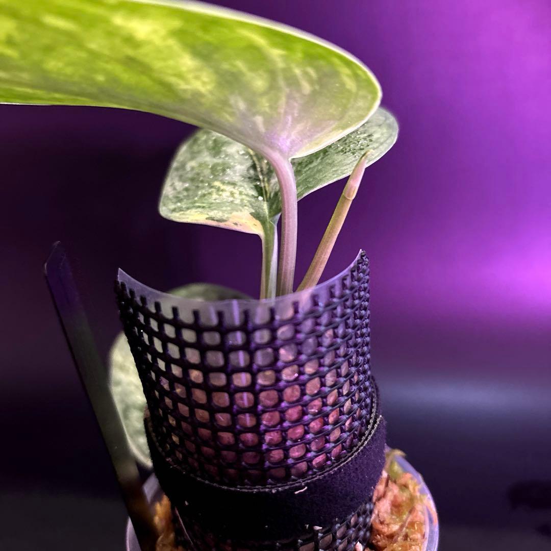 スキンダプサス 綺麗な斑入り セット F1