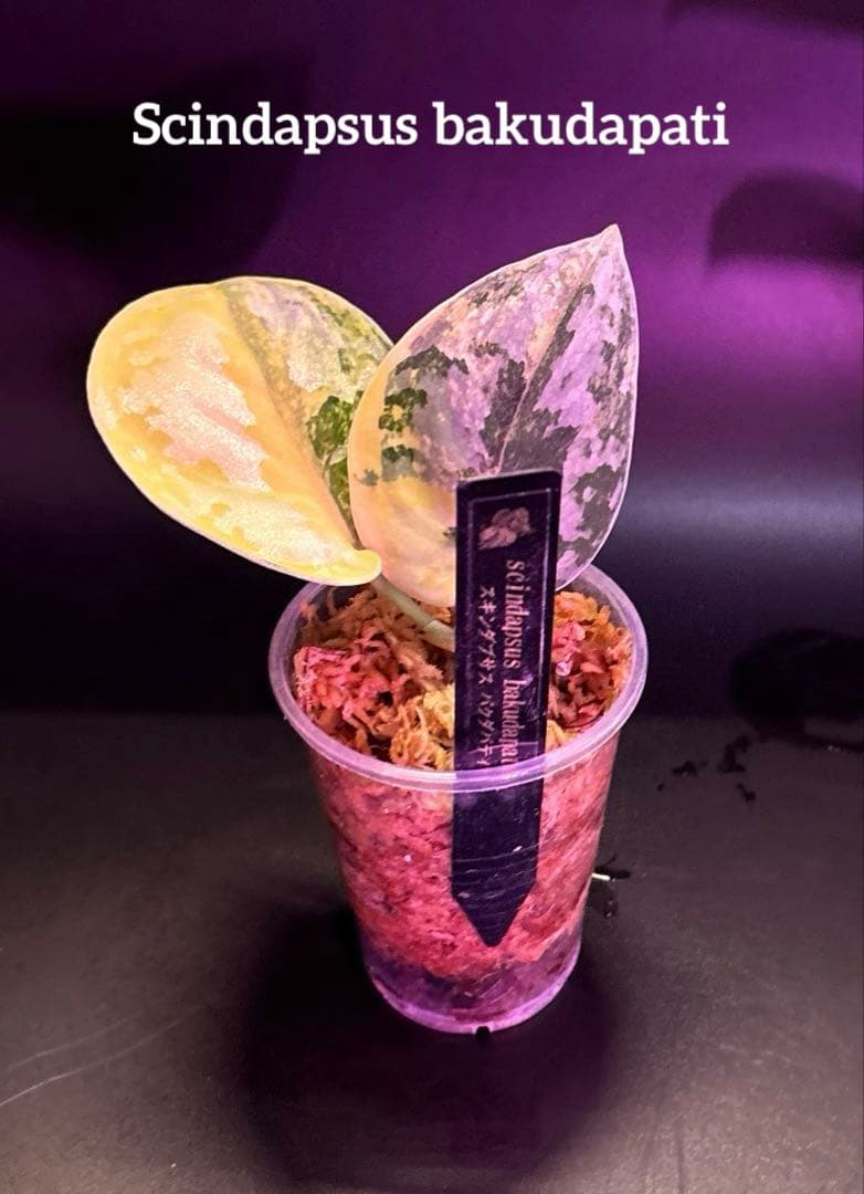 スキンダプサス 綺麗な斑入り セット F1