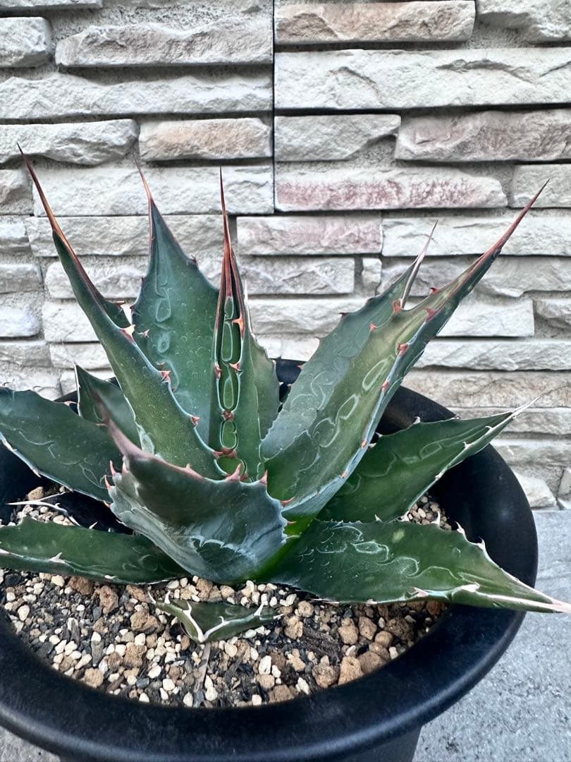 様子-K寒冷地国内実生　アガベ　モンタナ　低重心　トランカータ