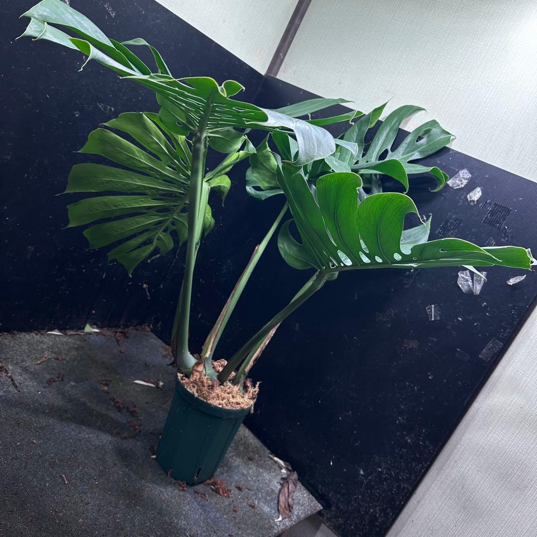 モンステラ マクロコズム 成長株 大株へと成長したモンステラマクロ