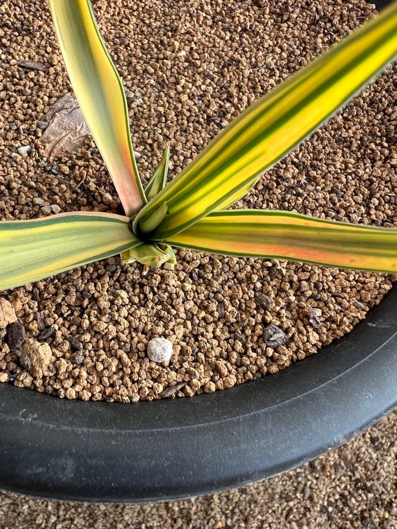 希少 ユッカ グロリオサ ライジングサン 錦斑