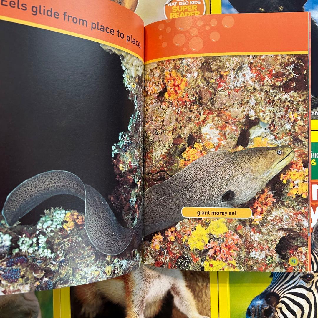 National Geographic Kids 155冊 マイヤペン対応