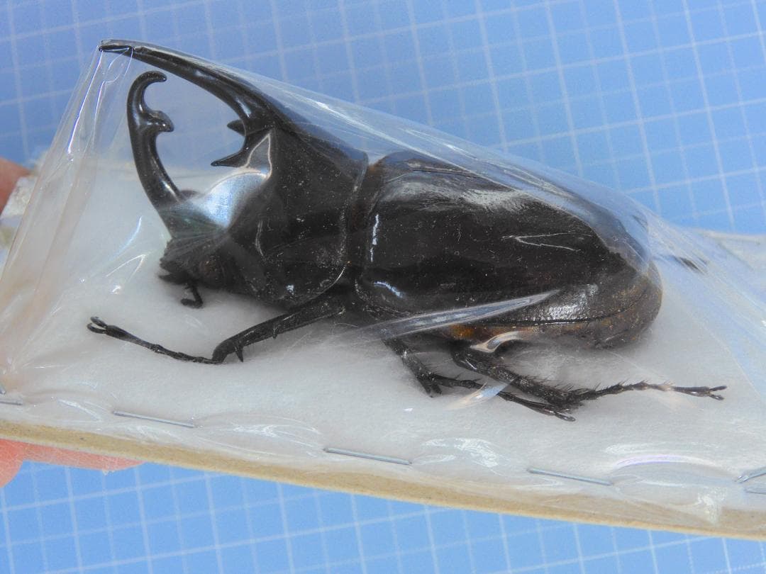 ガボン産 ケンタウルスオオカブト 63mm - メルカリ