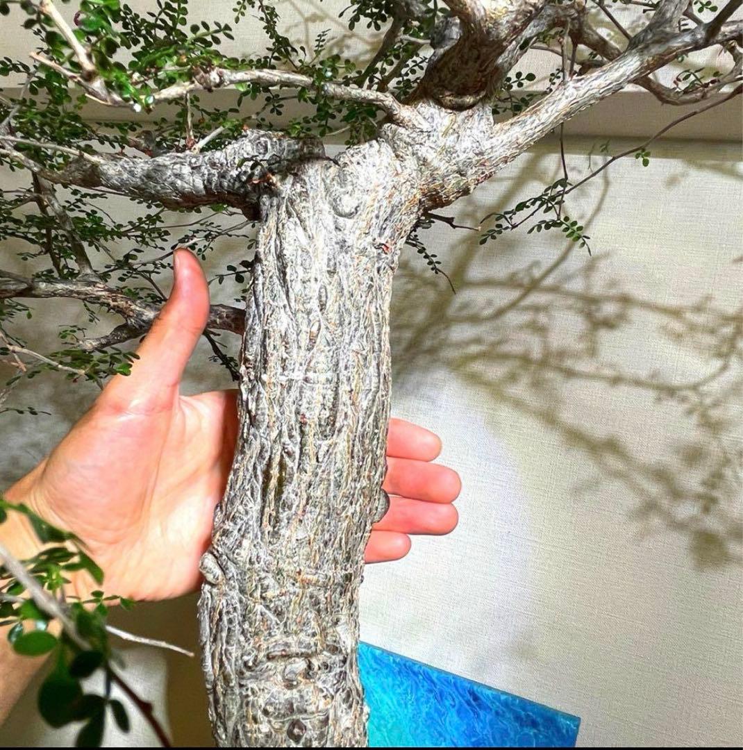 極太 巨木感 低重心 Bonsai 激渋 発根済 オペルクリカリア デカリー