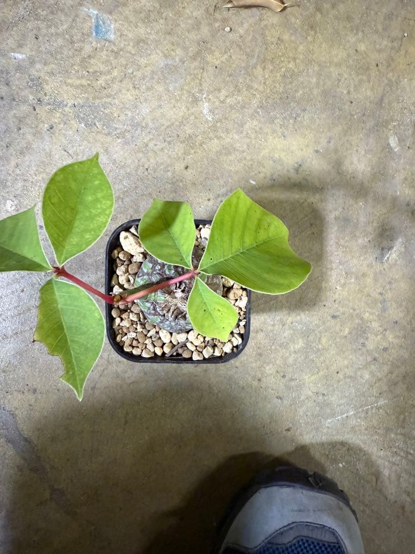 プラセウド　ボンバックス　エリプティクム