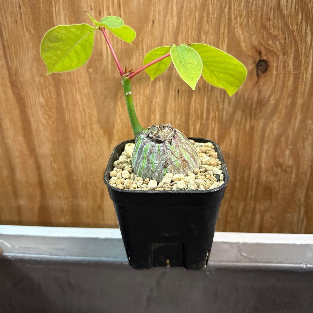 プラセウド　ボンバックス　エリプティクム