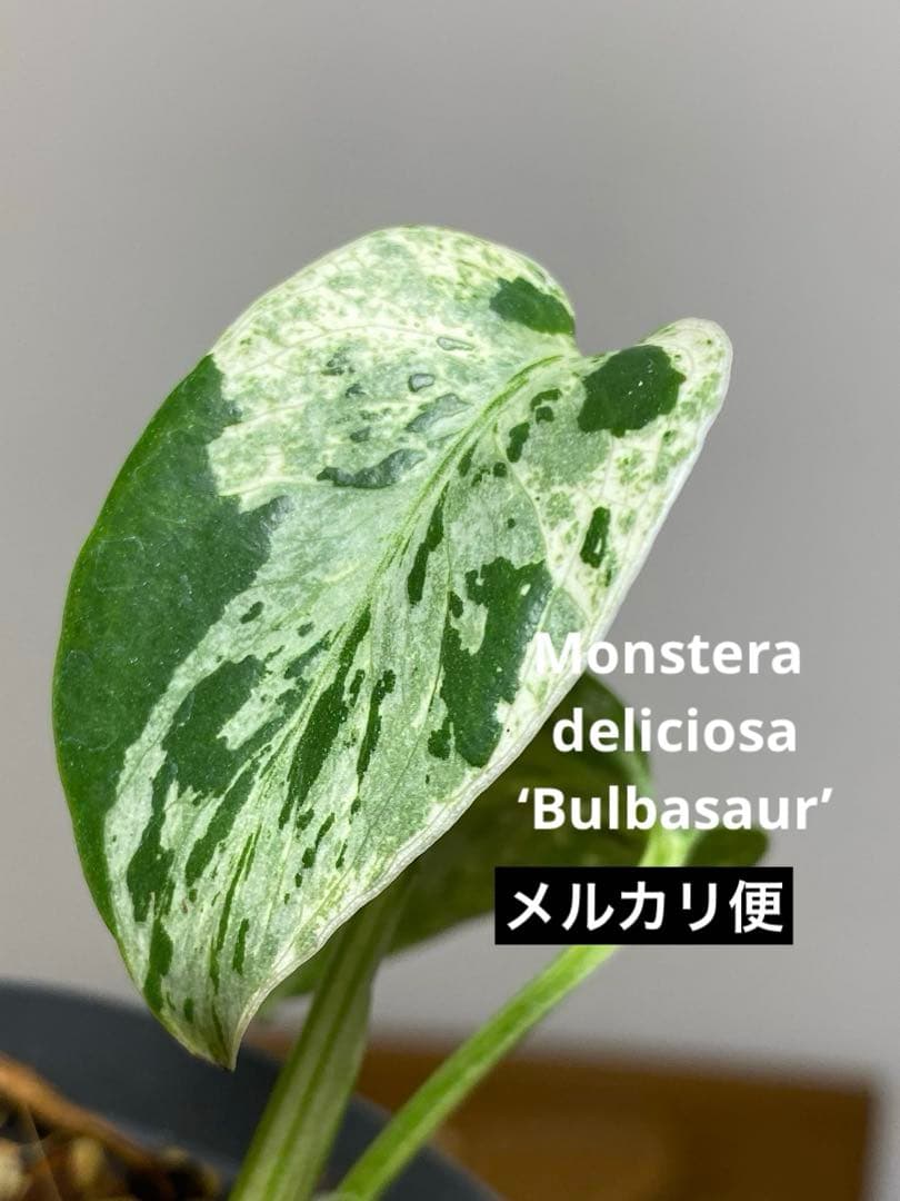 将来有望株‼️】モンステラ デリシオーサ バルバソー フシギダネ