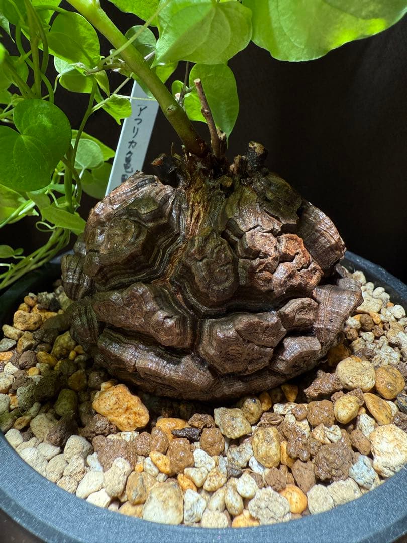 良型幅約8.5cmバキバキ】ディオスコレアエレファンティペス亀甲竜現品