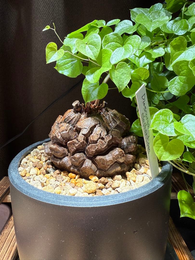 良型幅約8.5cmバキバキ】ディオスコレアエレファンティペス亀甲竜現品