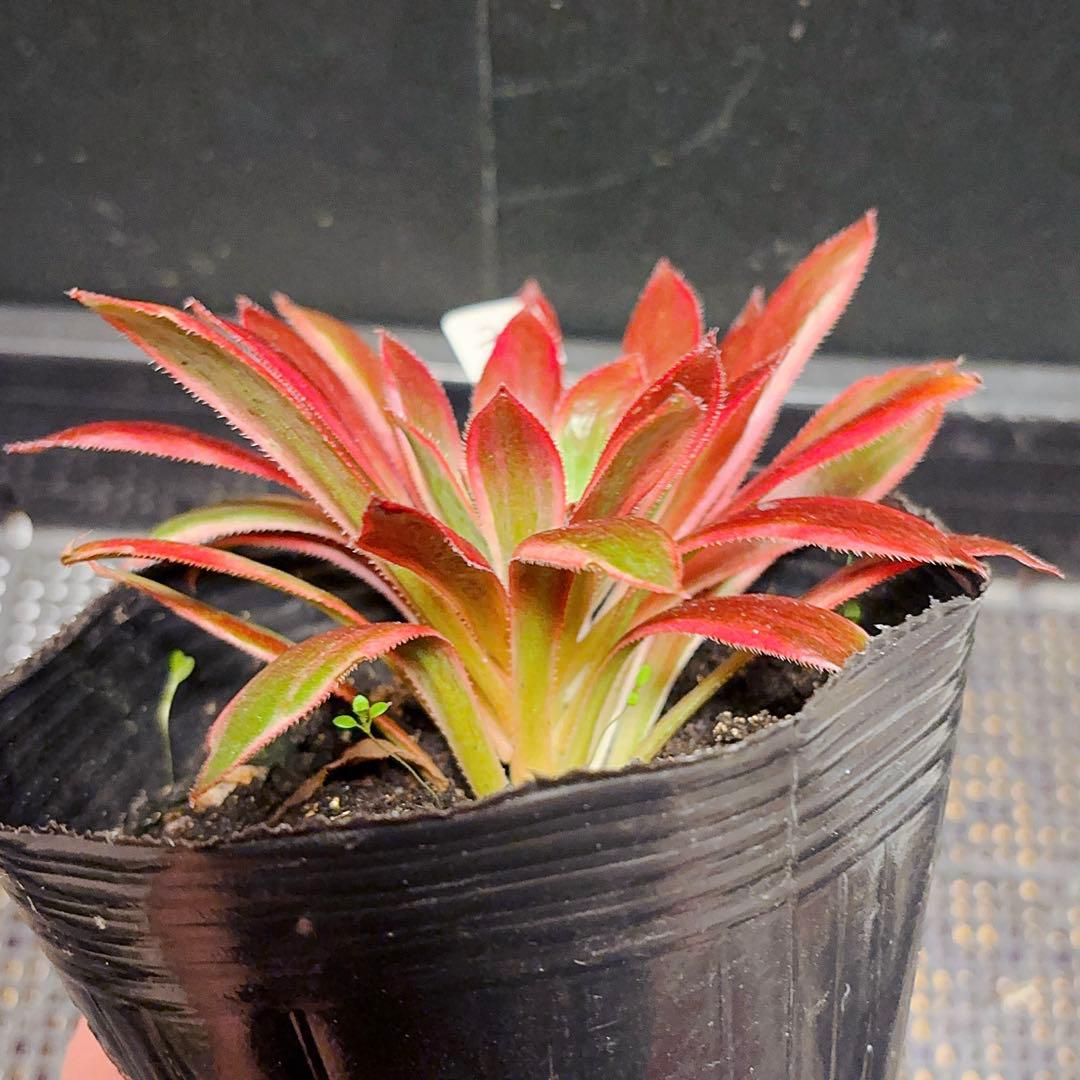 31#多肉植物アエオニウム錦❤️孔雀白錦❤️1大頭15cm拔き苗 - メルカリ