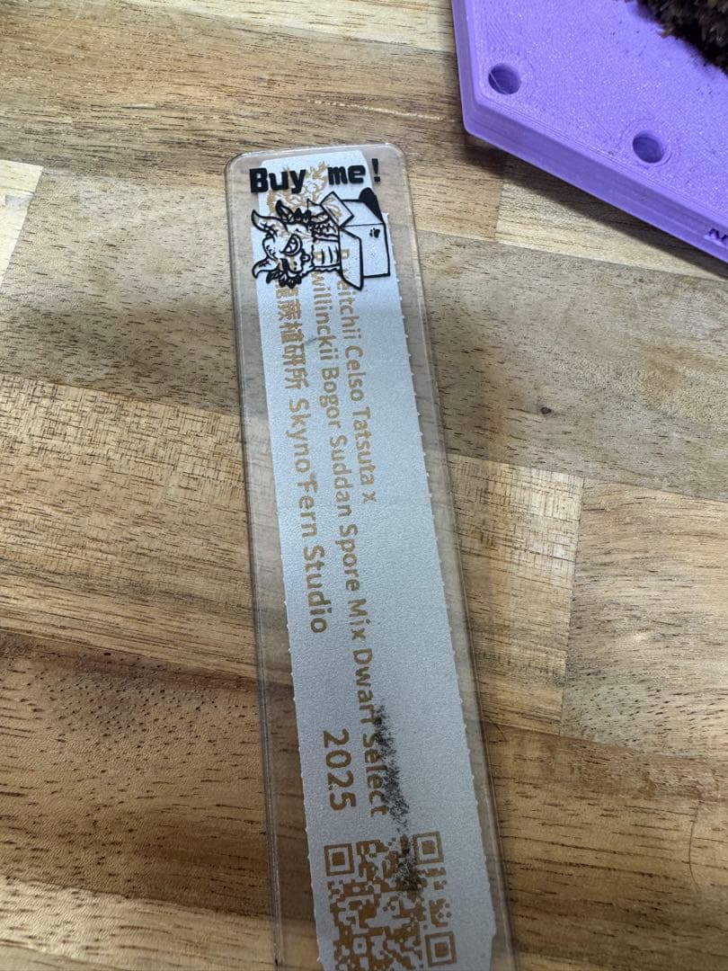 veichii celso、bogor suddan mix dwarf