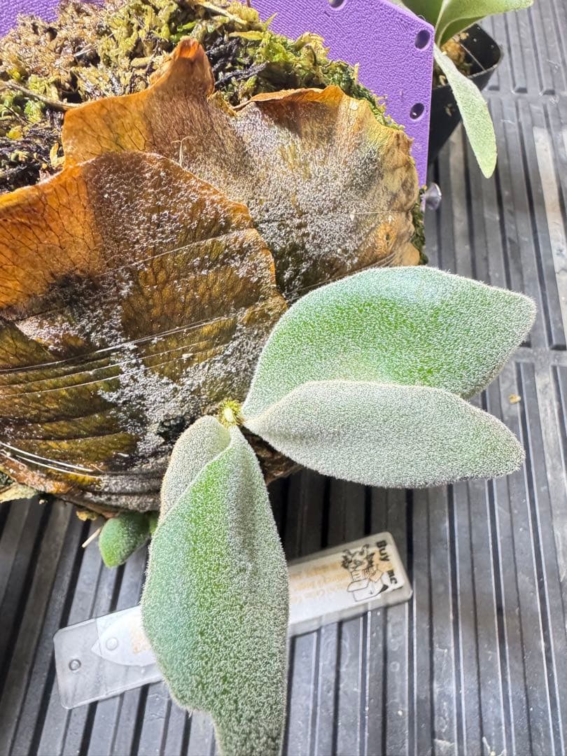 veichii celso、bogor suddan mix dwarf