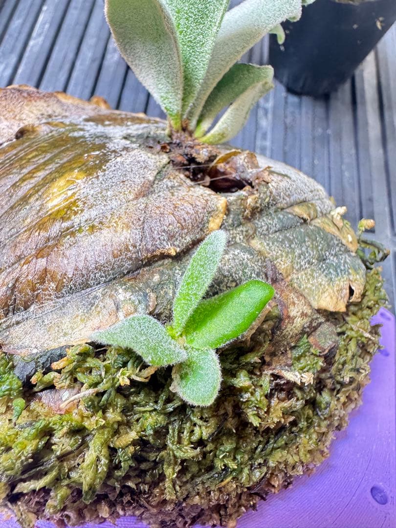 veichii celso、bogor suddan mix dwarf