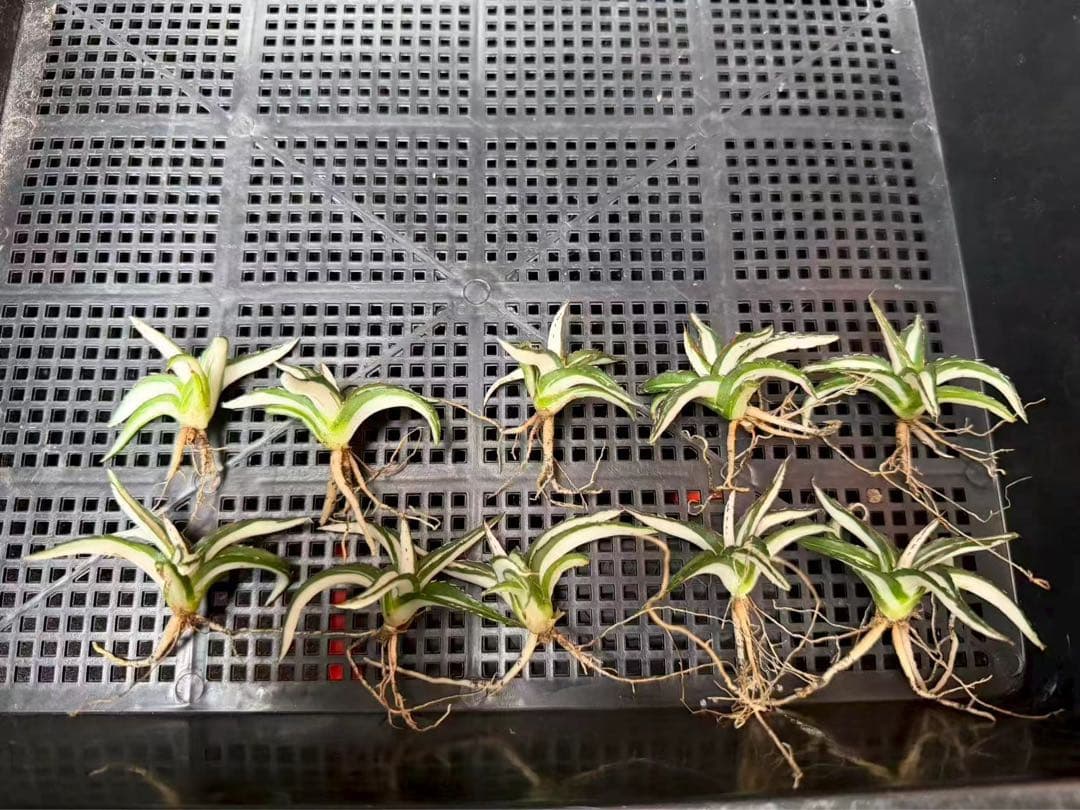 m*u様 45多肉植物アガベ 笹の雪丸叶氷山 変異錦 白中斑 鲜明錦 極上美株