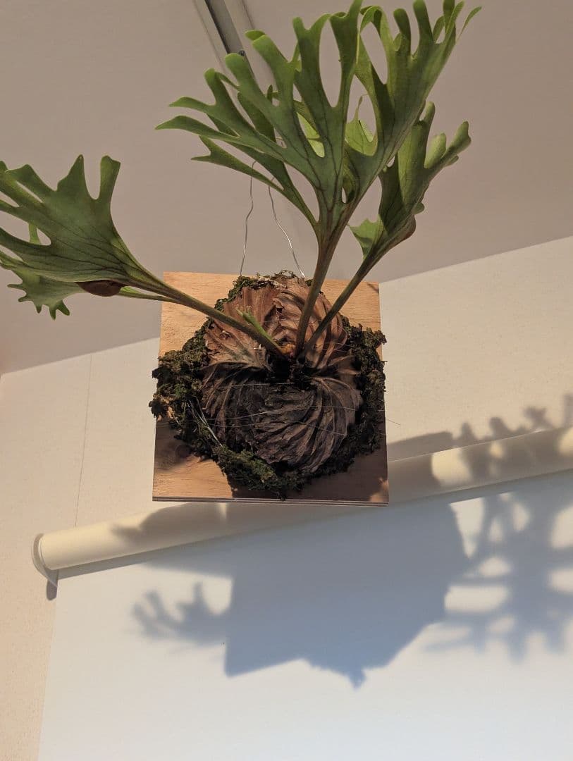 ビカクシダ 　リドレイ　ワイルド　吊り下げ式 植物