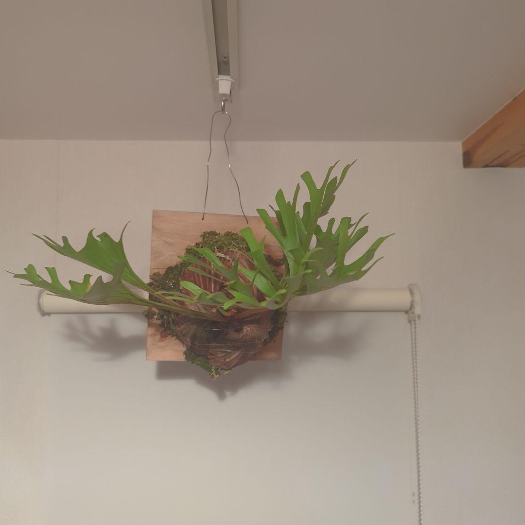 ビカクシダ 　リドレイ　ワイルド　吊り下げ式 植物