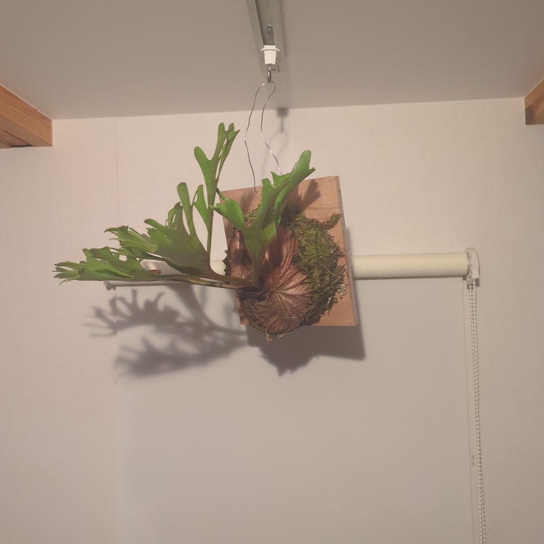 ビカクシダ 　リドレイ　ワイルド　吊り下げ式 植物