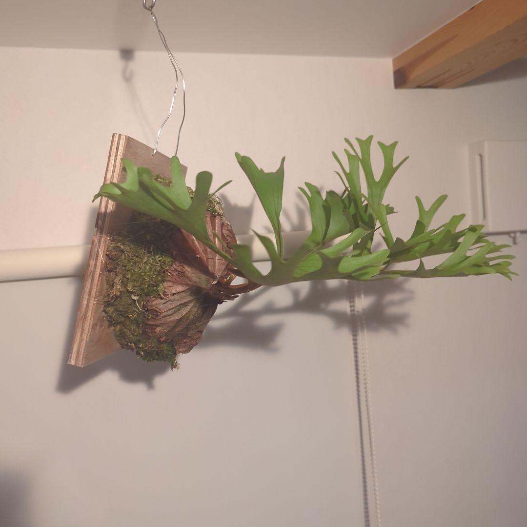 ビカクシダ 　リドレイ　ワイルド　吊り下げ式 植物